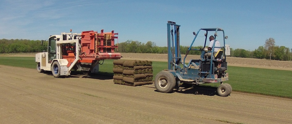 Sod Installation